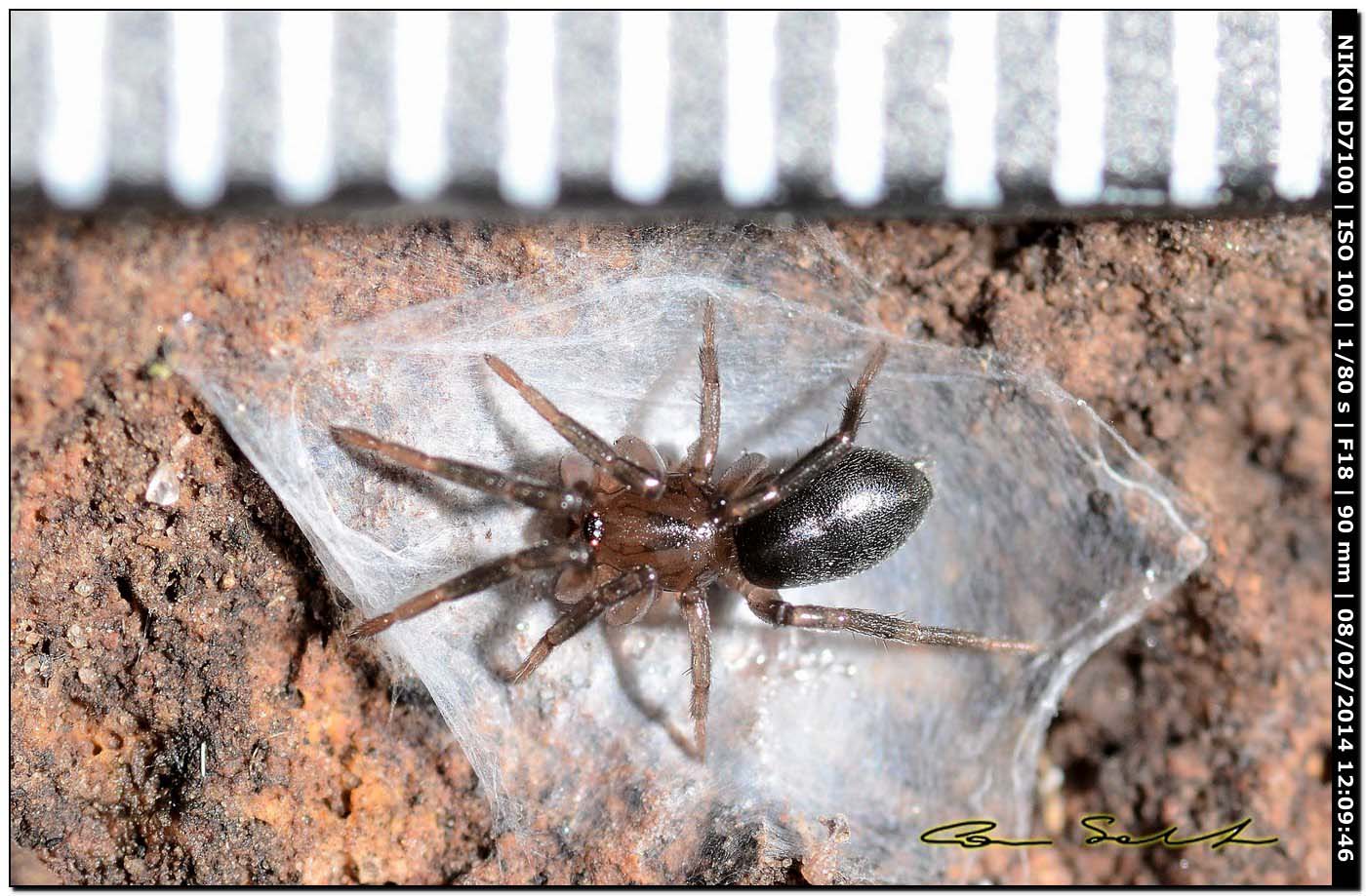 Trachyzelotes sp. - Alghero (SS)